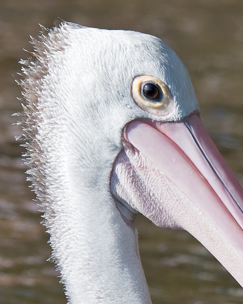 Australian Pelican (Image ID 32325)