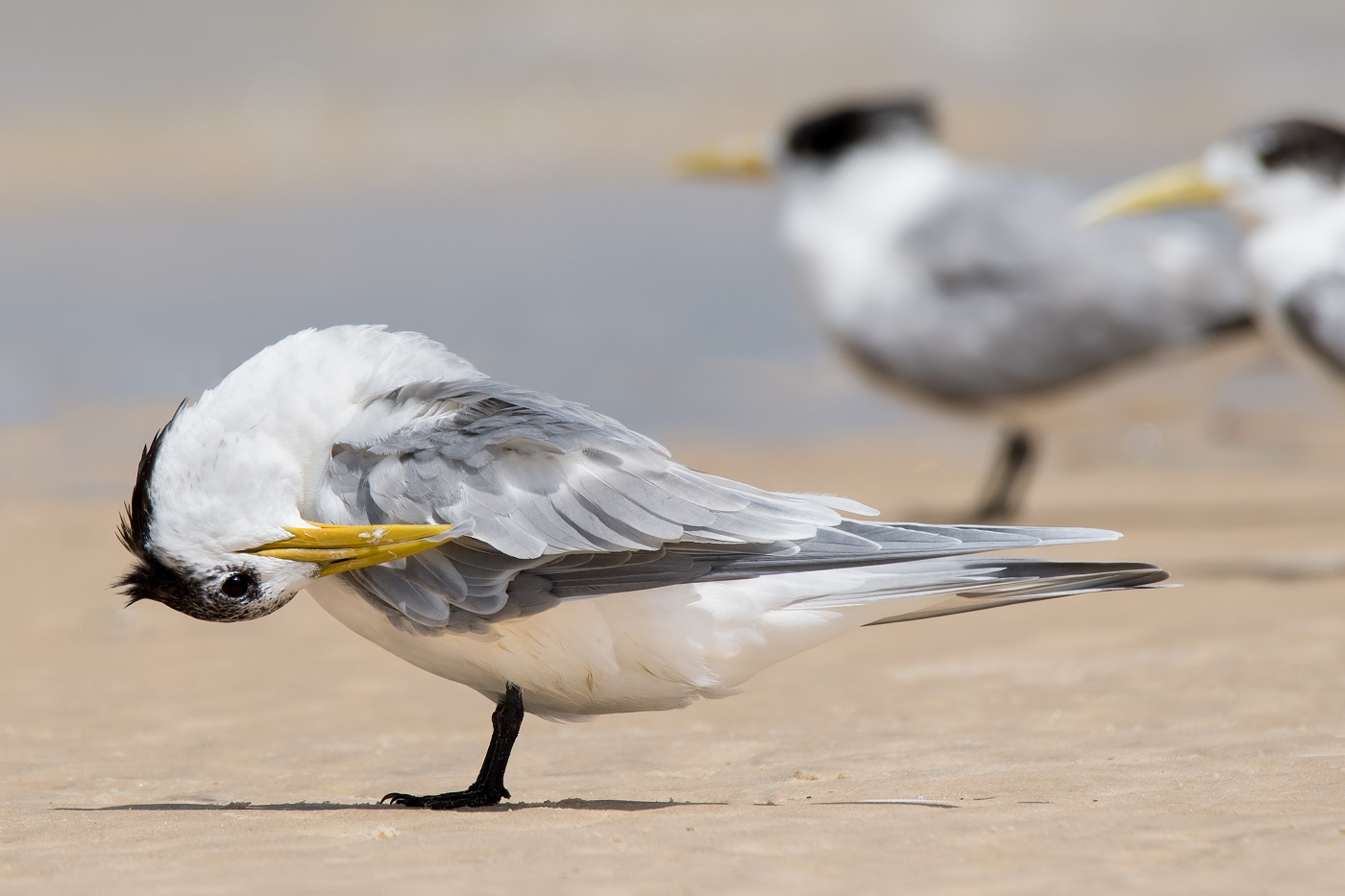 Greater Crested Tern (Image ID 32339)