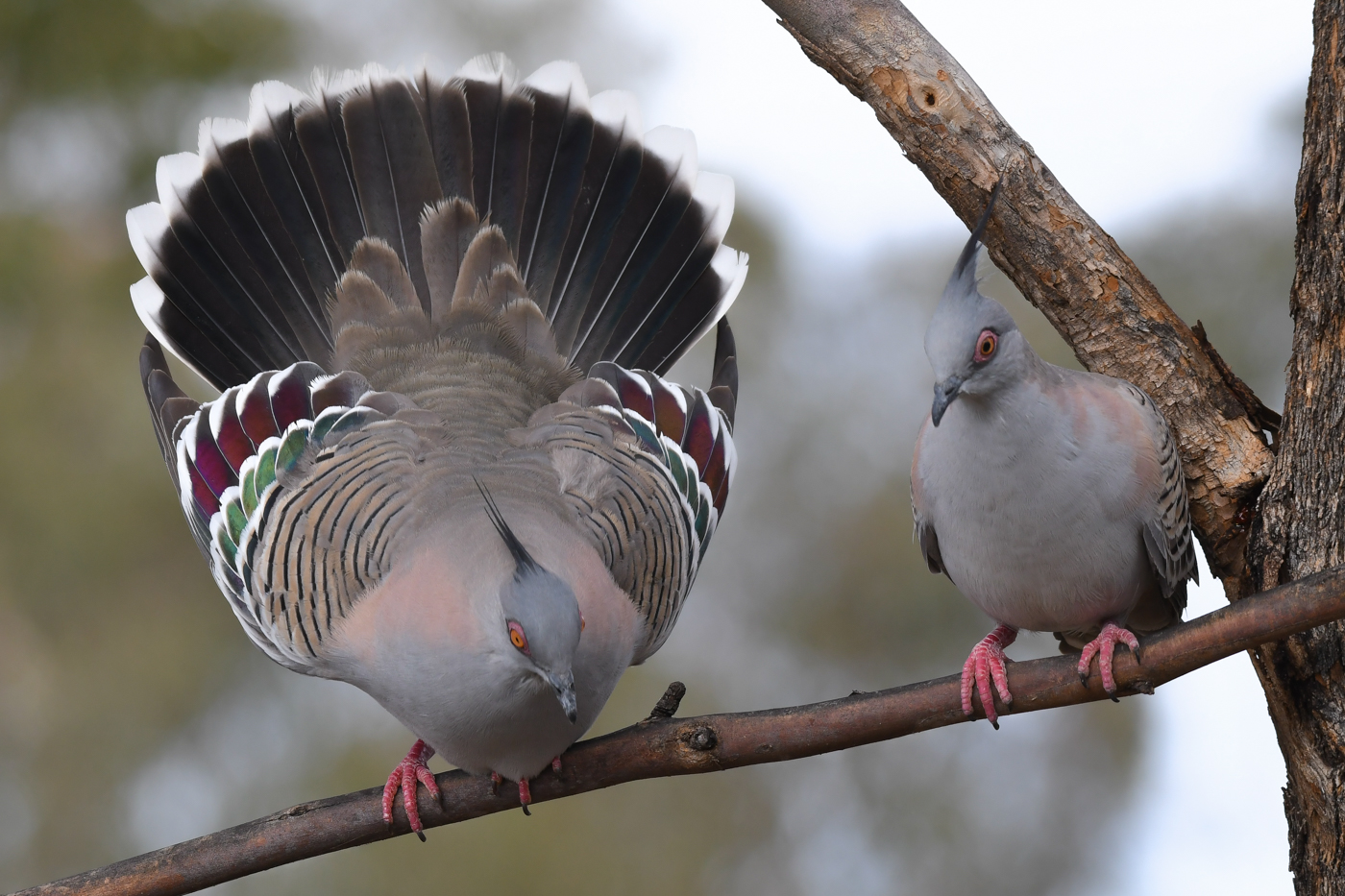 Crested Pigeon (Image ID 32262)