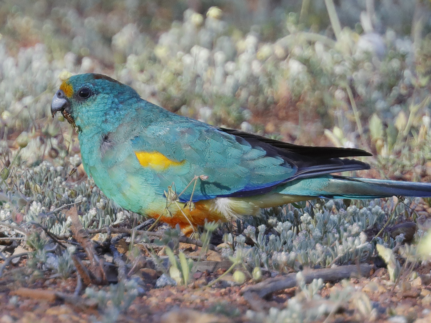 Mulga Parrot (Image ID 32089)