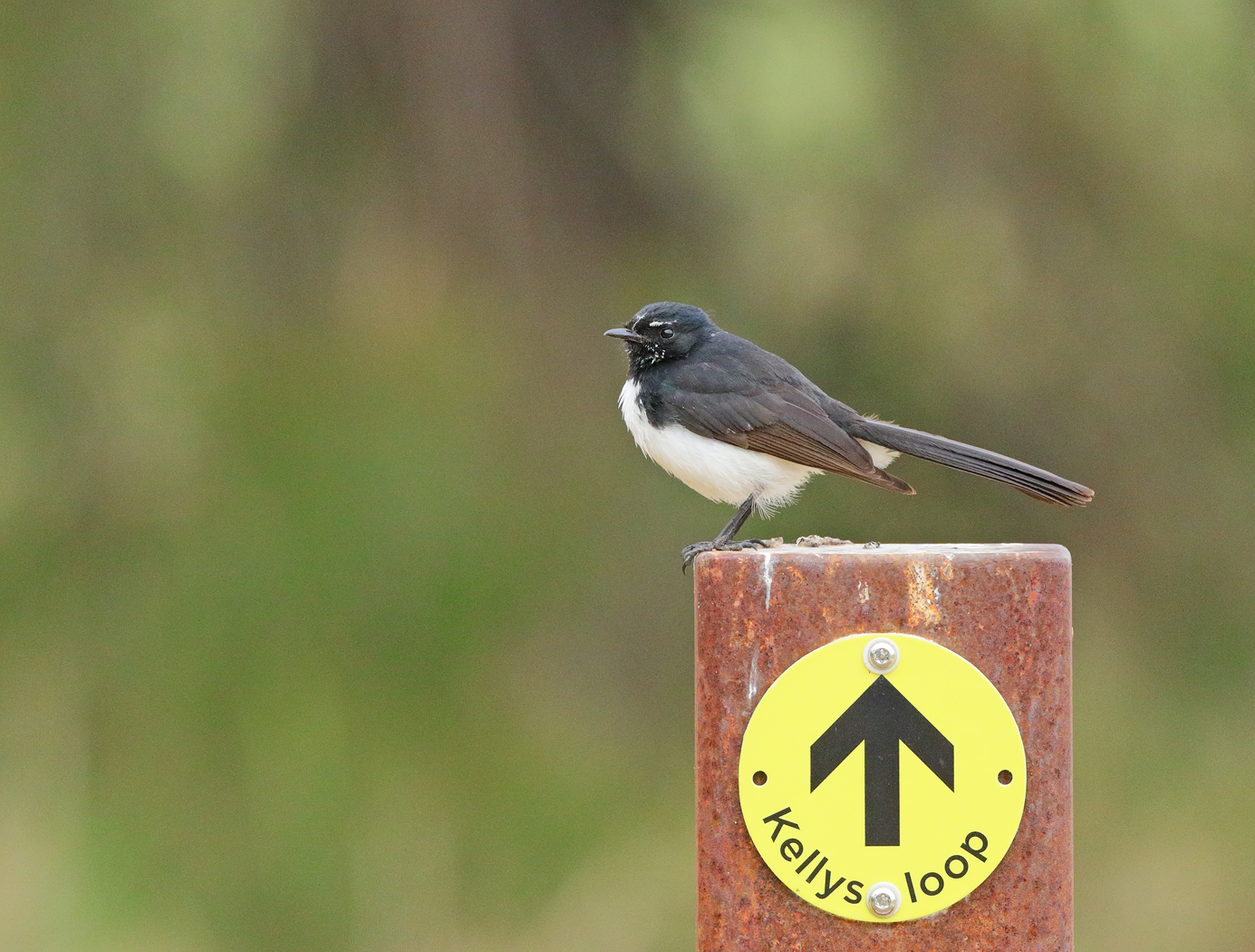 Willie Wagtail (Image ID 32431)