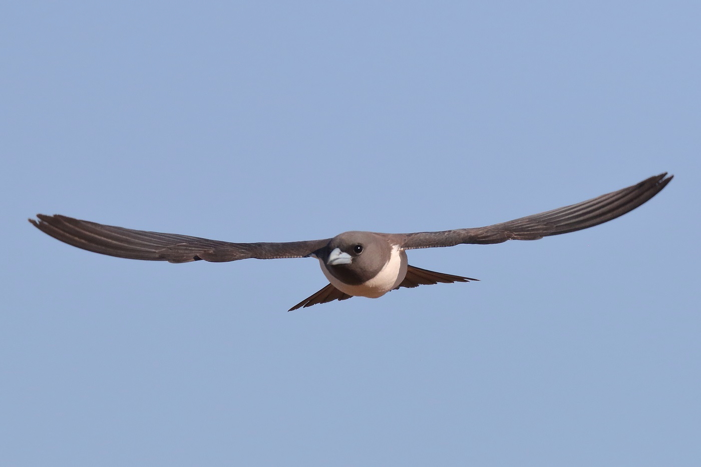 White-breasted Woodswallow (Image ID 32216)