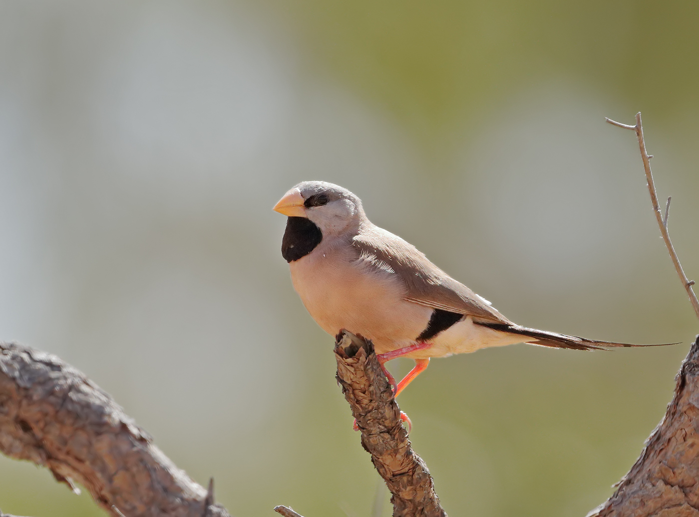 Long-tailed Finch (Image ID 32289)