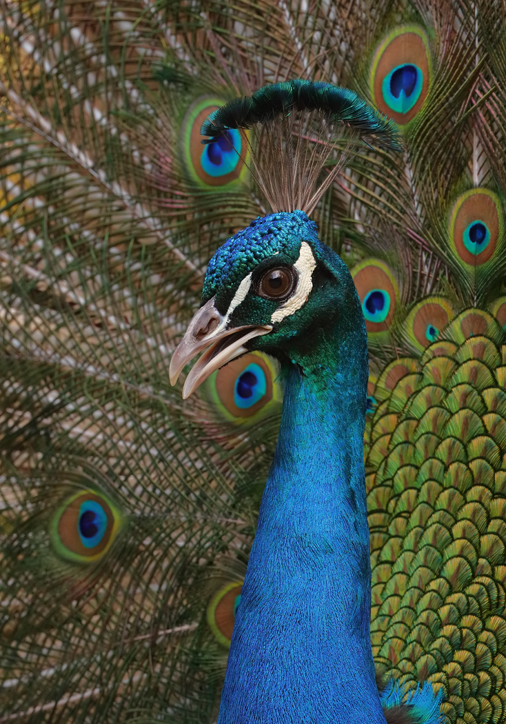 Indian Peafowl (Image ID 32411)