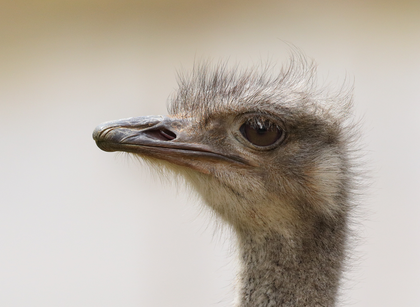 Ostrich (Image ID 32303)
