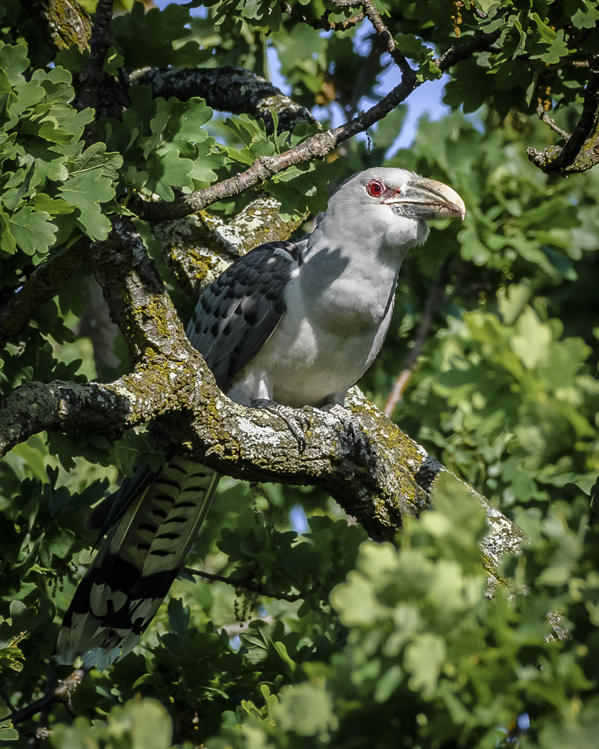 Channel-billed Cuckoo (Image ID 32226)