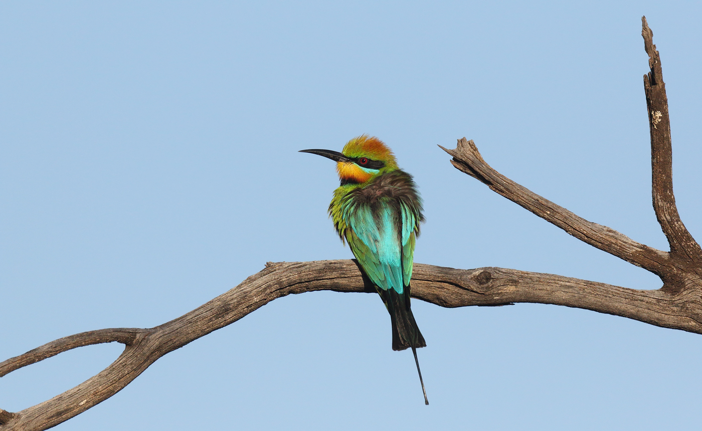 Rainbow Bee-eater (Image ID 32376)