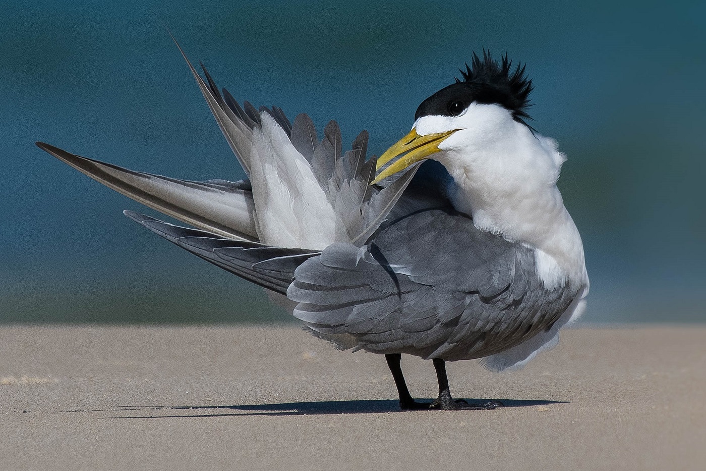 Greater Crested Tern (Image ID 32270)