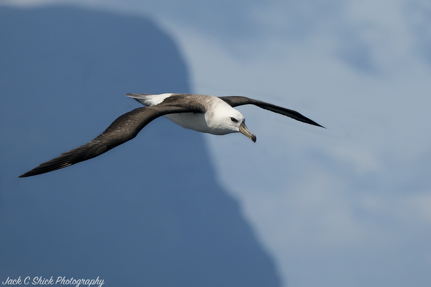 Black-browed Albatross (Image ID 32132)