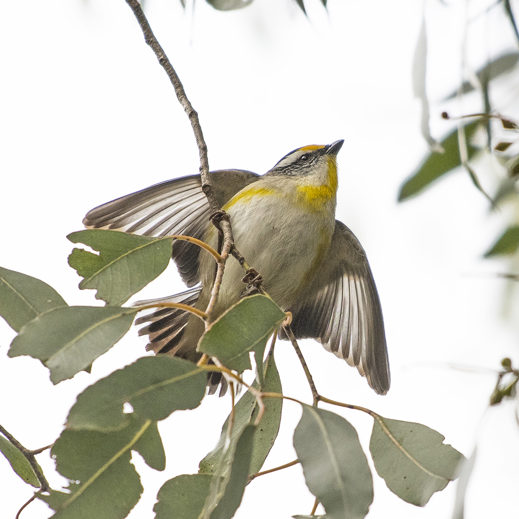 Striated Pardalote (Image ID 32149)