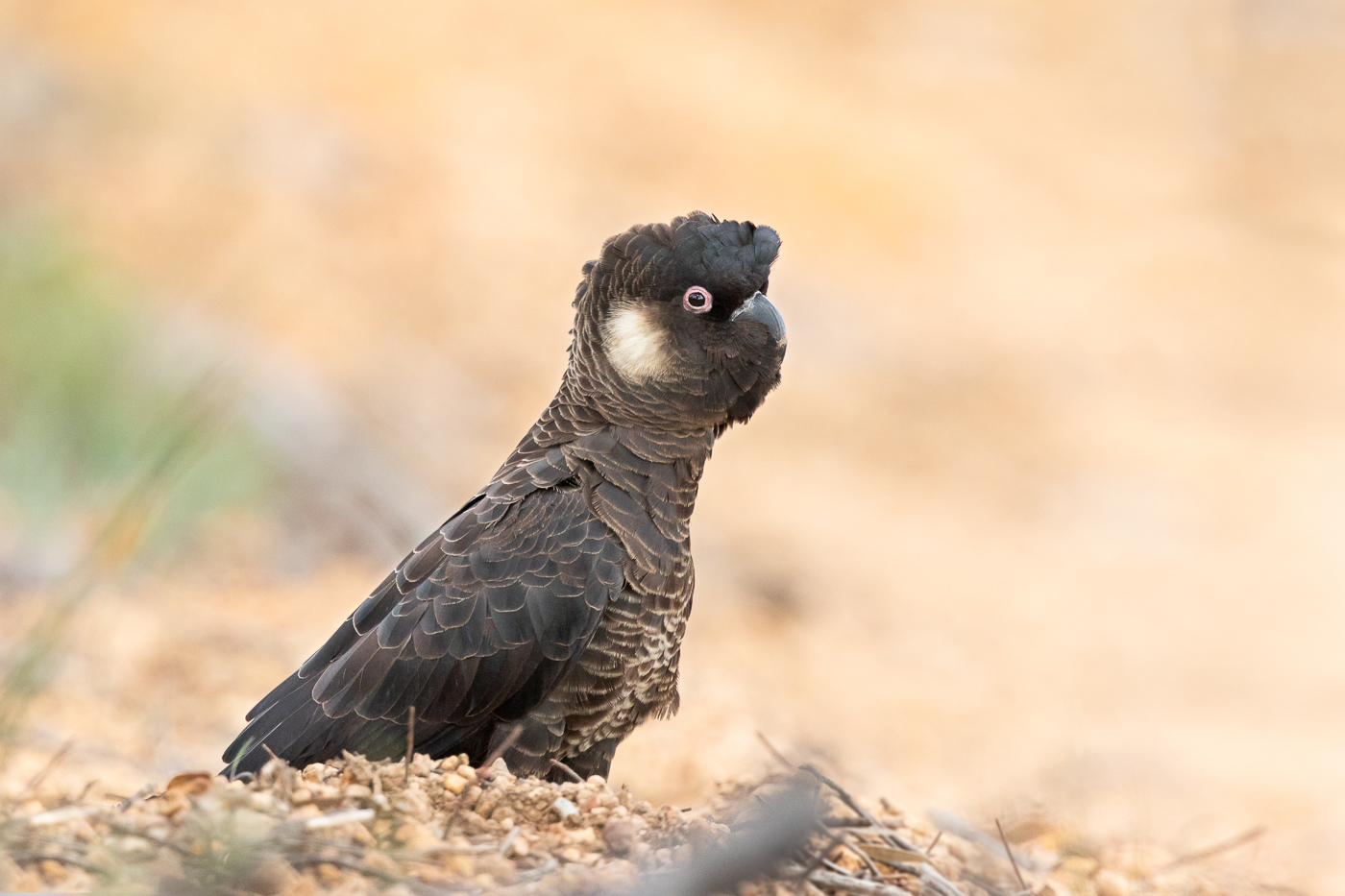 Carnaby's Black-Cockatoo (Image ID 32251)