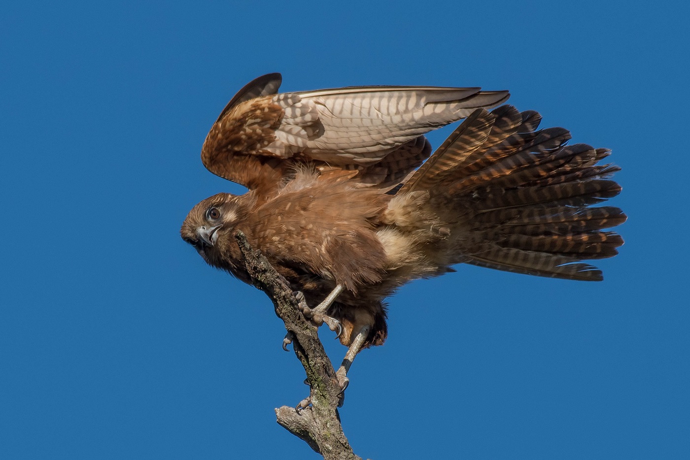 Brown Falcon (Image ID 32397)