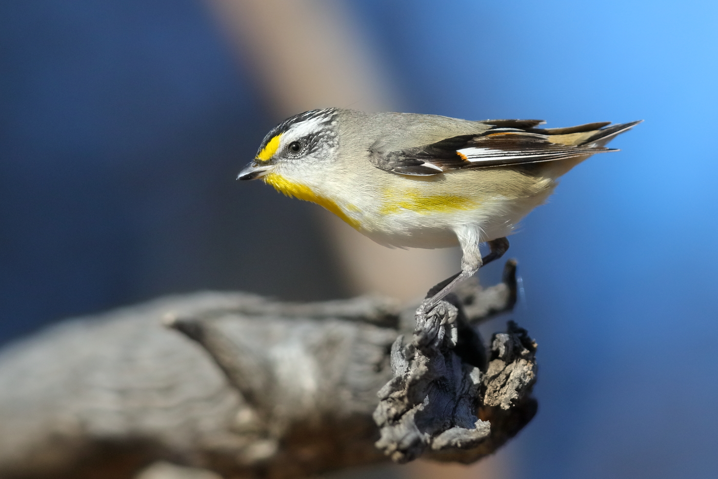 Striated Pardalote (Image ID 32300)