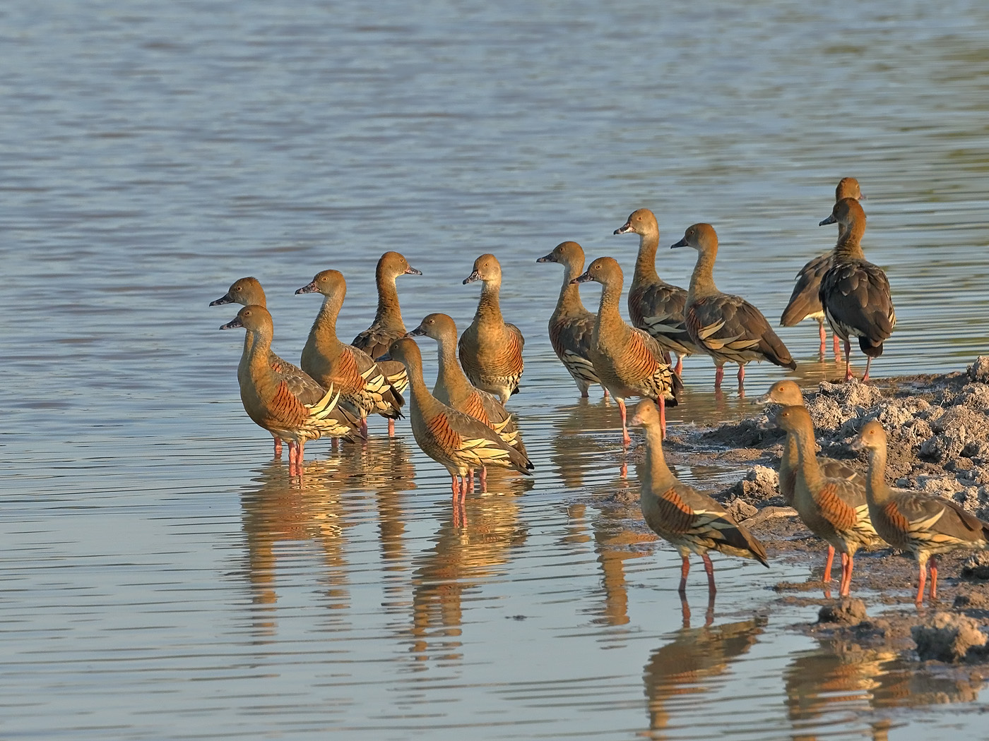 Plumed Whistling-Duck (Image ID 32116)