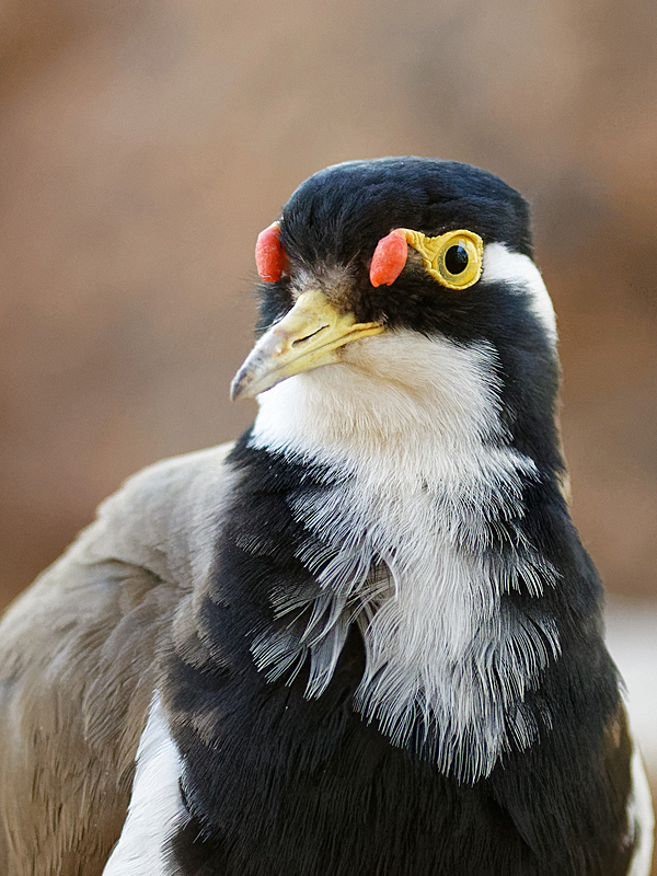Banded Lapwing (Image ID 32318)