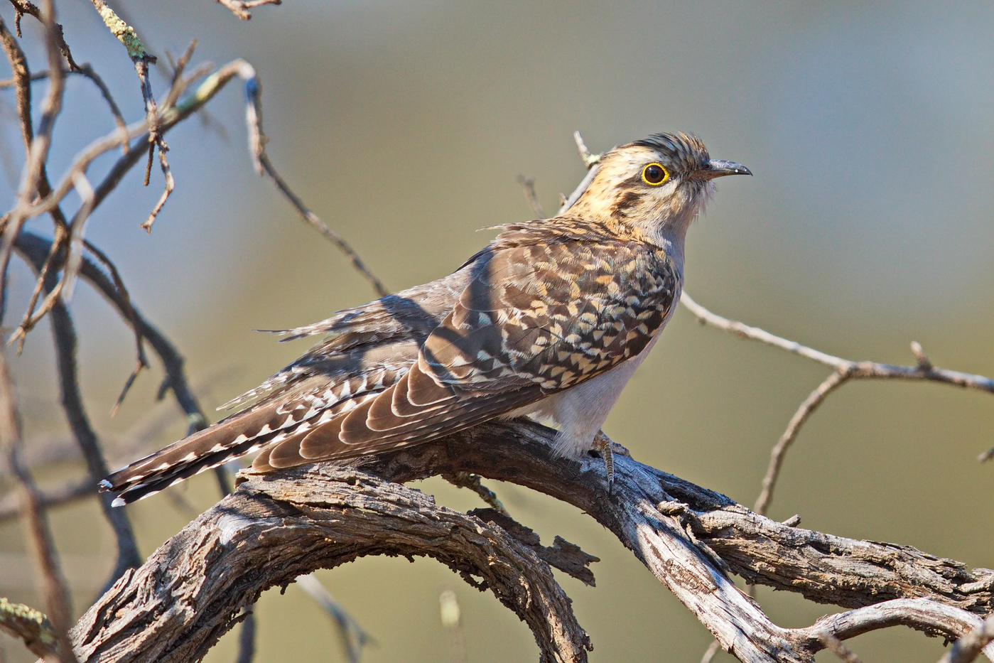 Pallid Cuckoo (Image ID 32434)