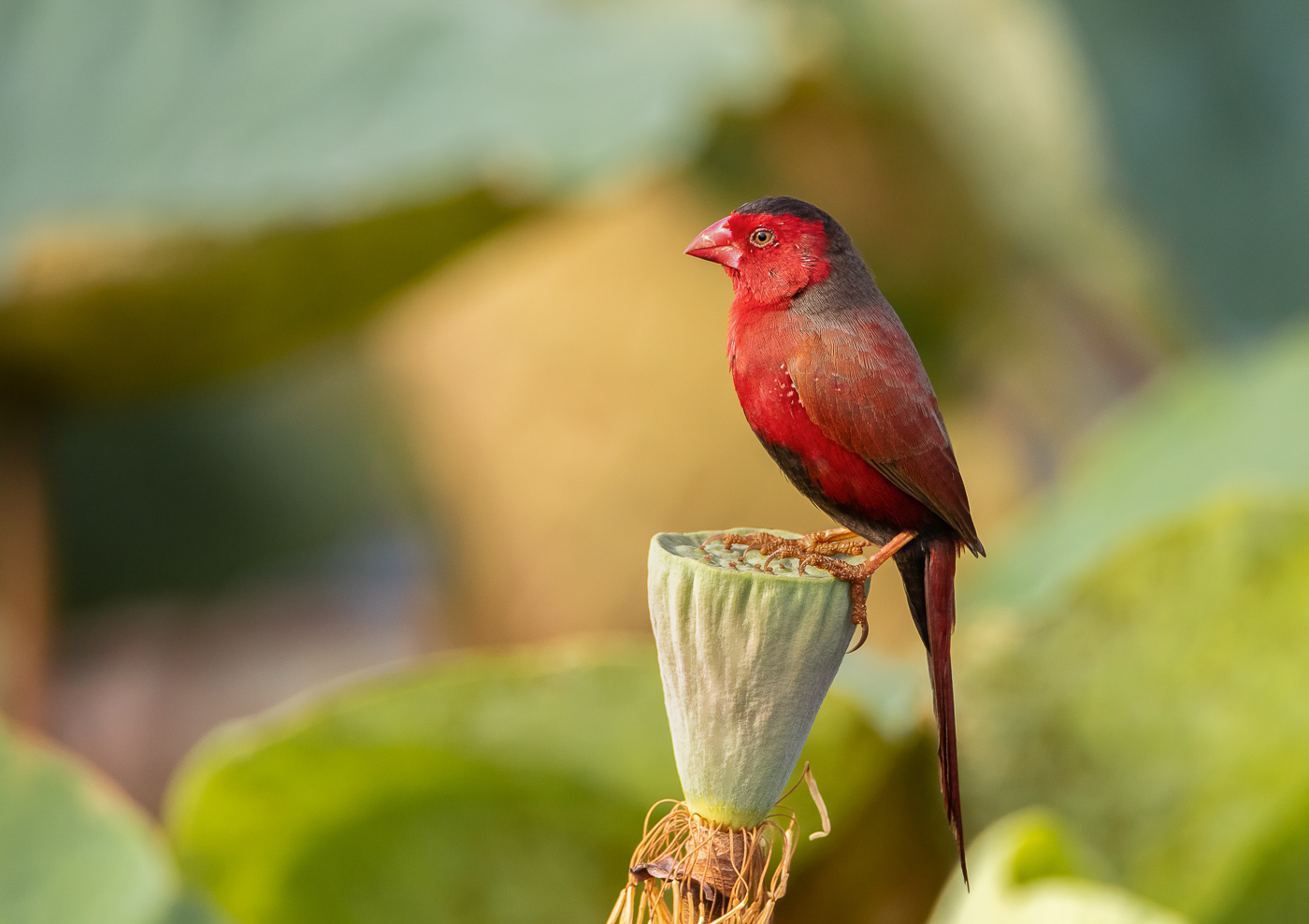 Black-bellied Crimson Finch (Image ID 32372)