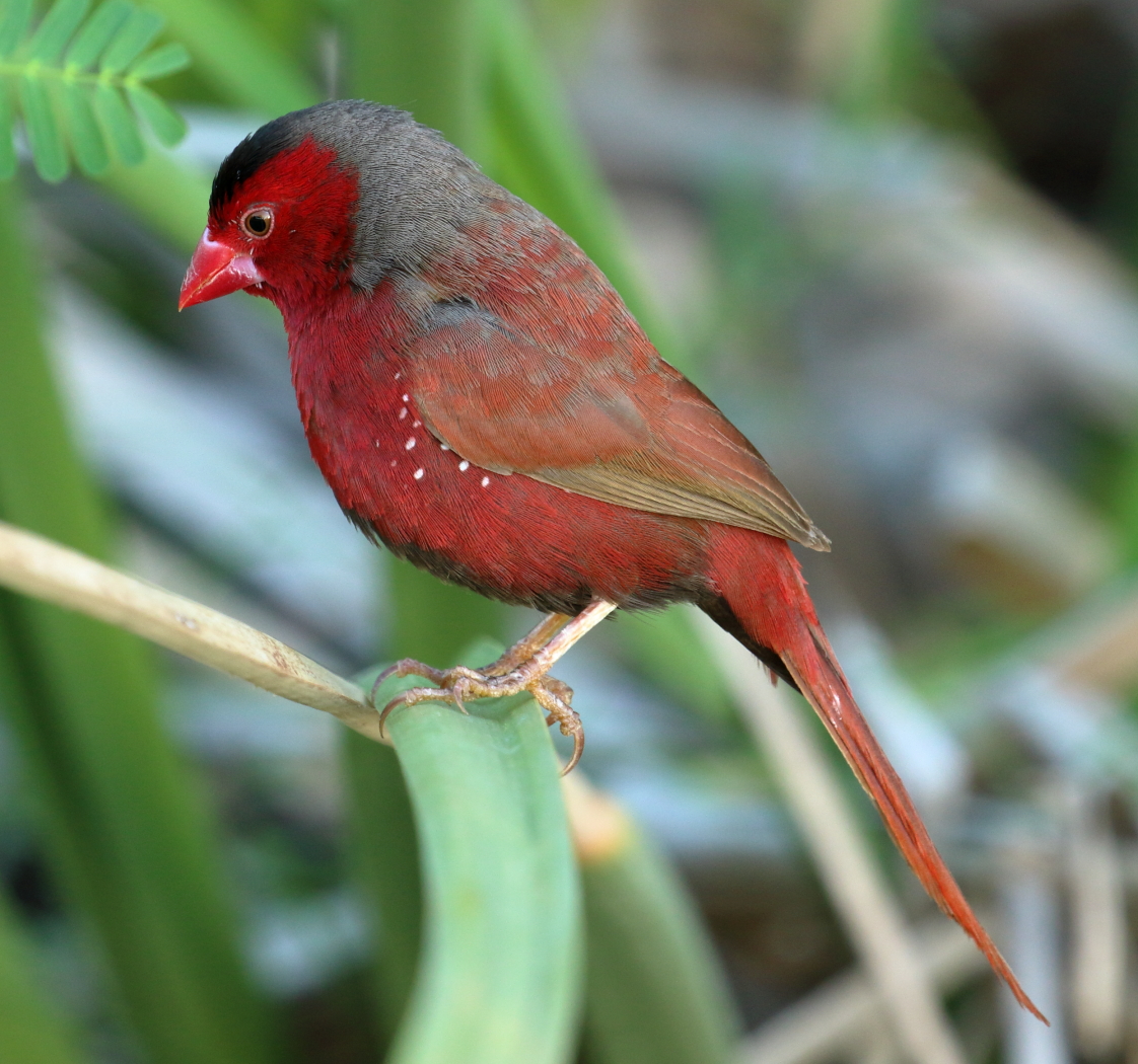 Black-bellied Crimson Finch (Image ID 32404)