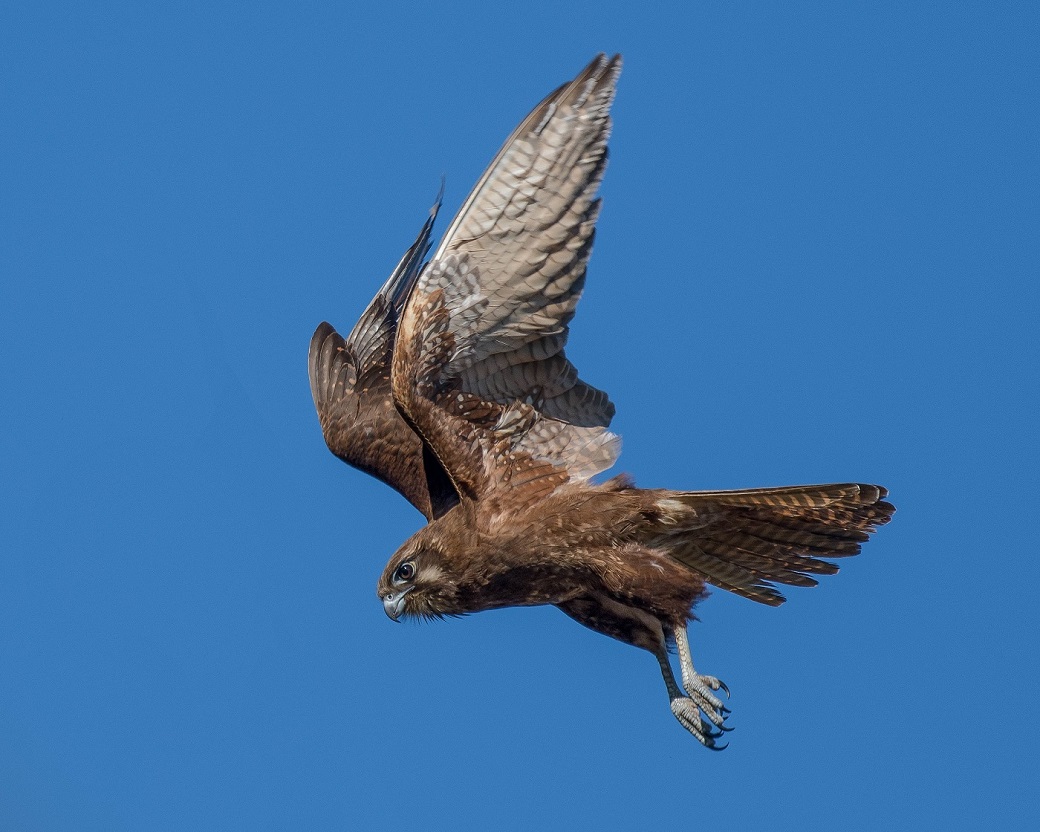 Brown Falcon (Image ID 32399)