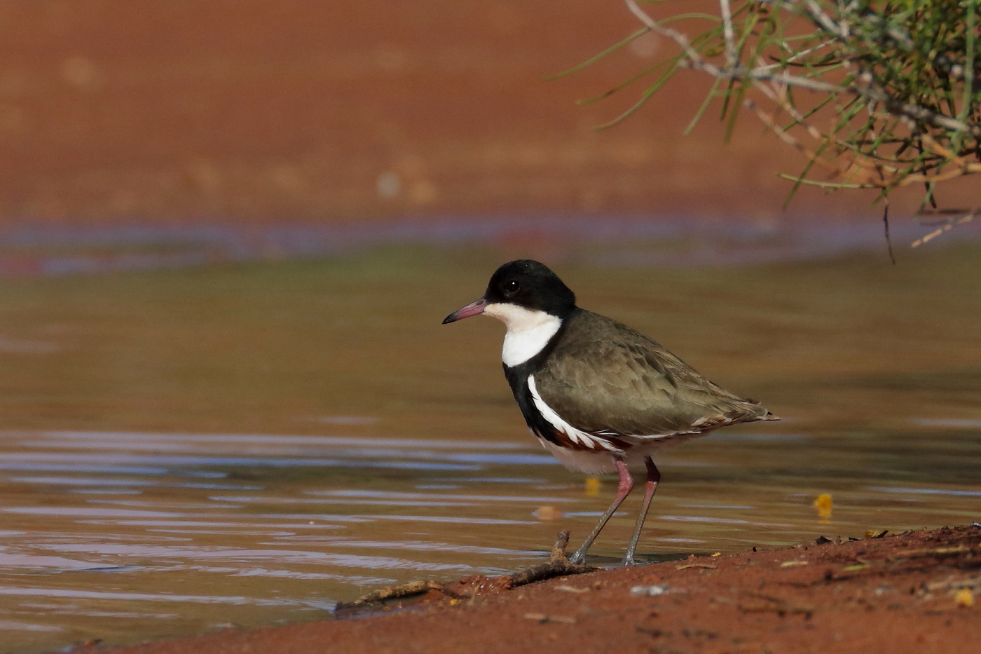 Red-kneed Dotterel (Image ID 32214)