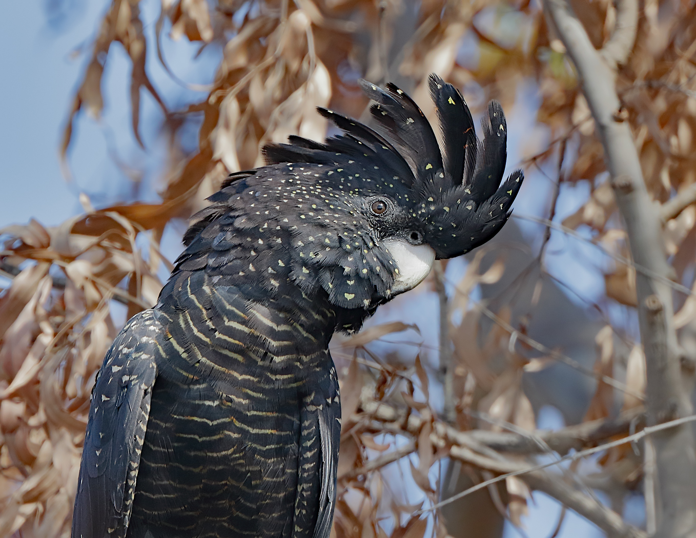 Red-tailed Black-Cockatoo (Image ID 32440)