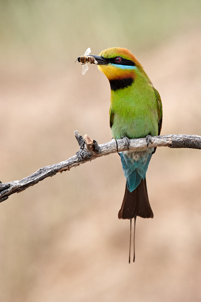 Rainbow Bee-eater (Image ID 32233)