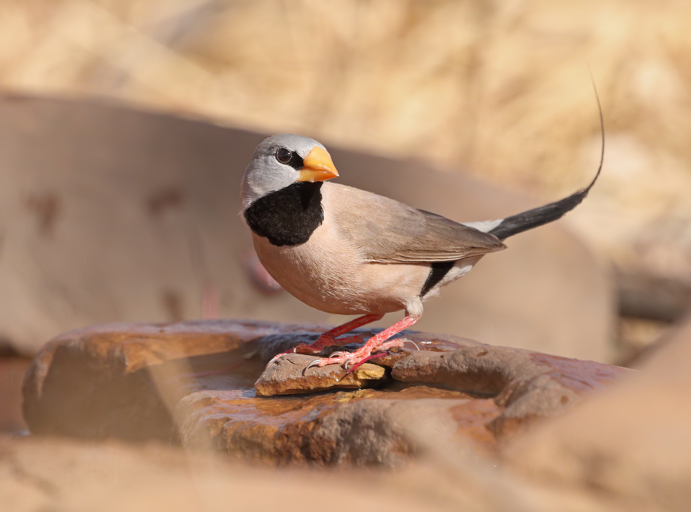 Long-tailed Finch (Image ID 32290)