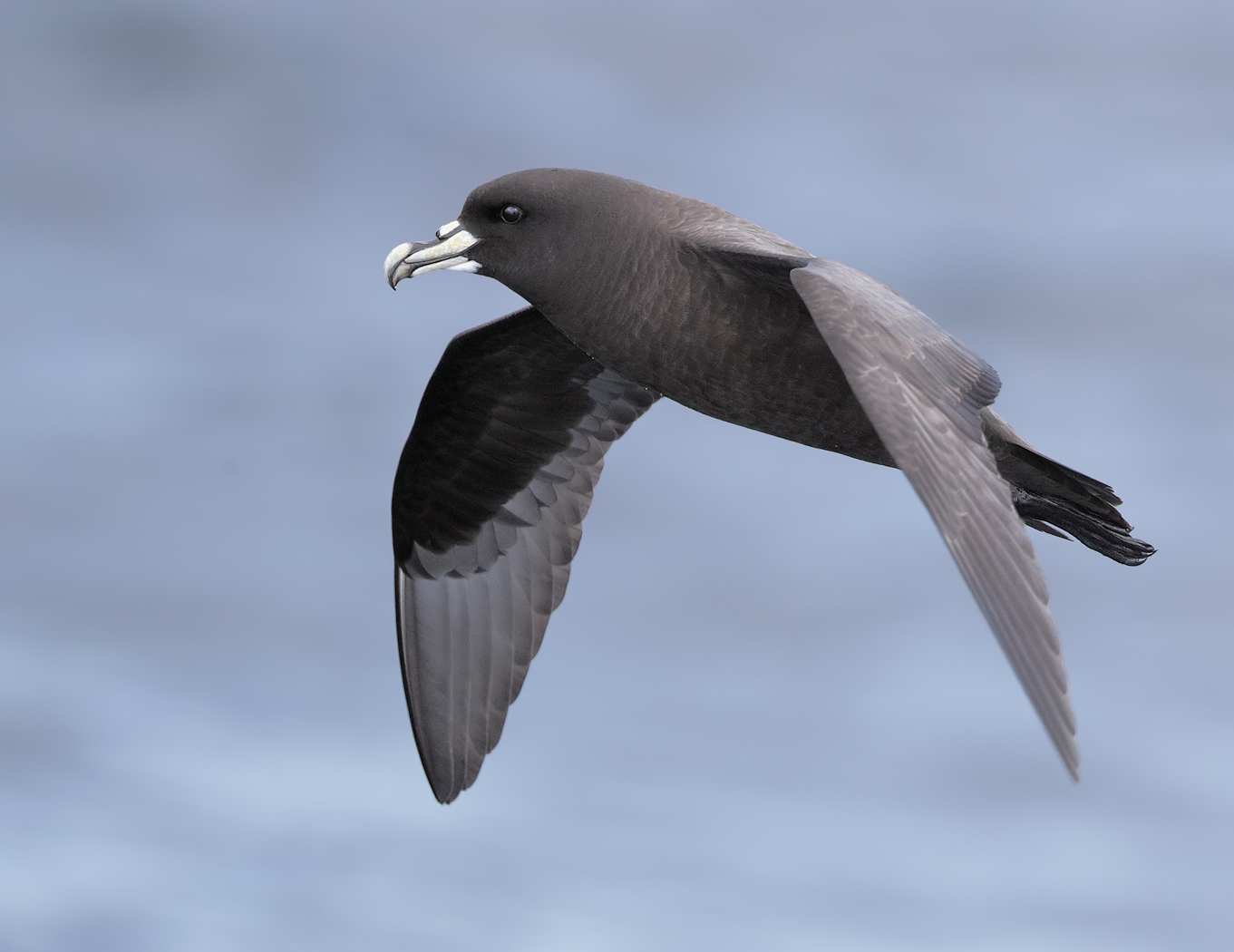 White-chinned Petrel (Image ID 32118)