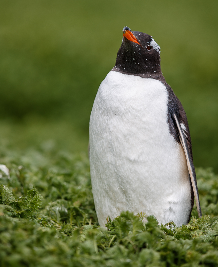 Gentoo Penguin (Image ID 32348)