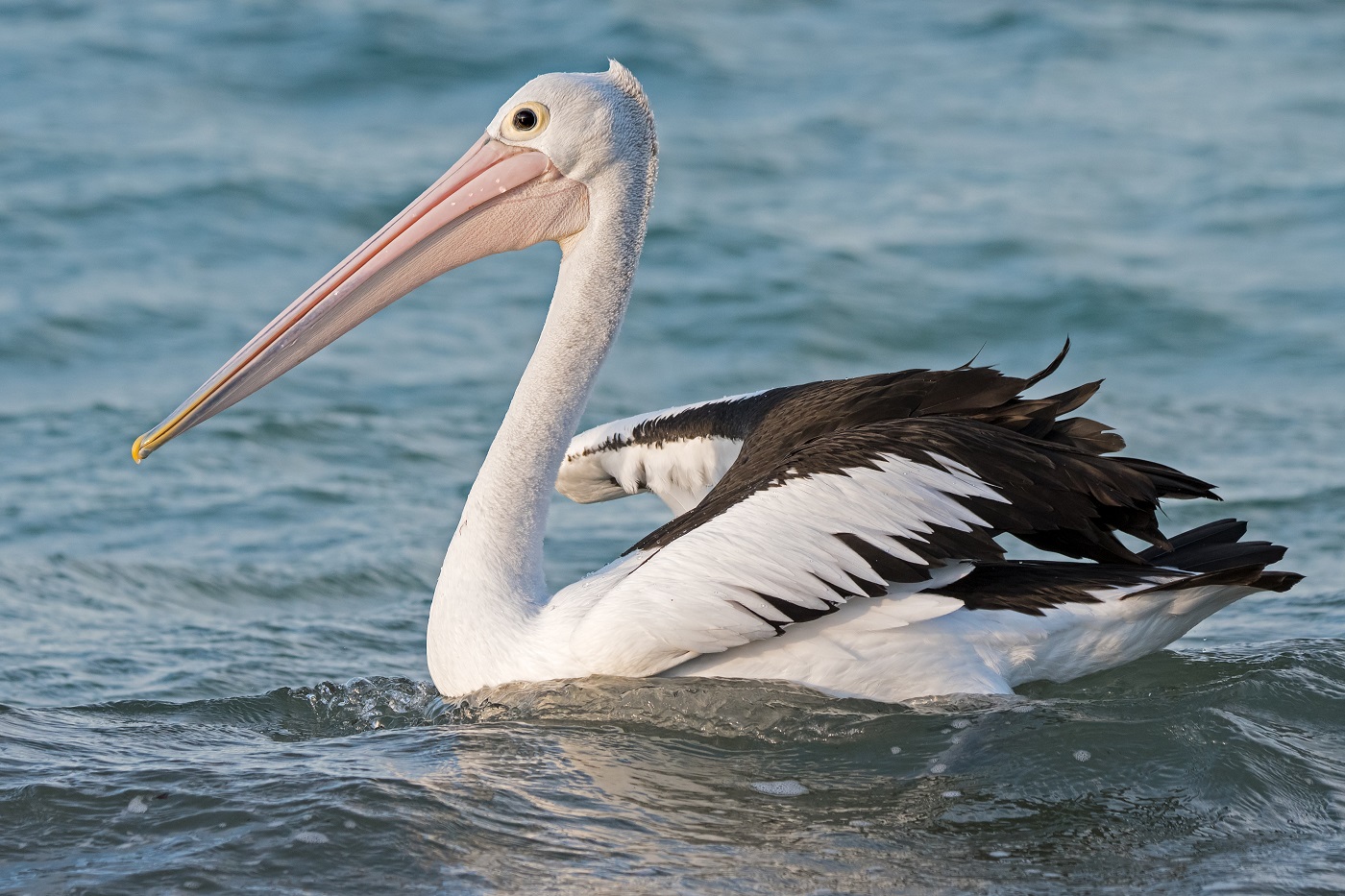 Australian Pelican (Image ID 32323)