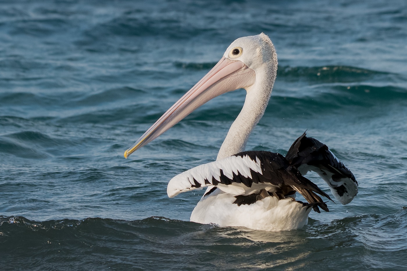 Australian Pelican (Image ID 32322)
