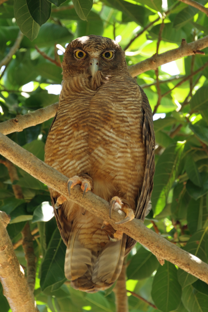 Rufous Owl (Image ID 32403)