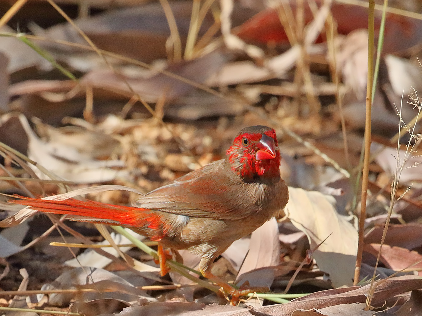 Black-bellied Crimson Finch (Image ID 32367)