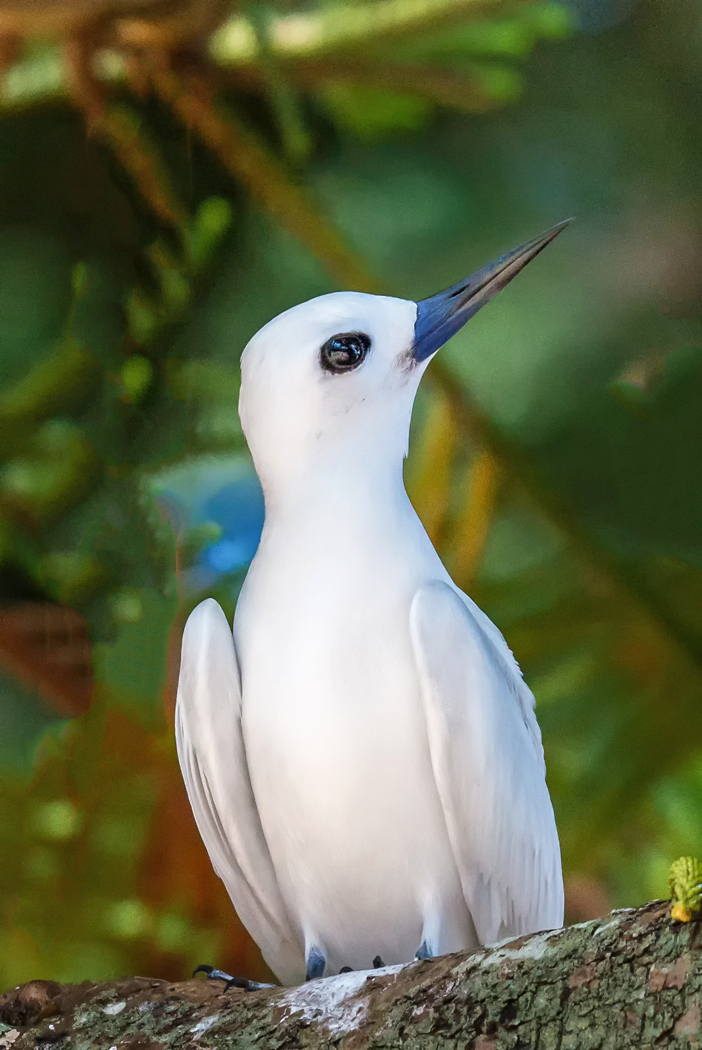 White Tern (Image ID 32298)