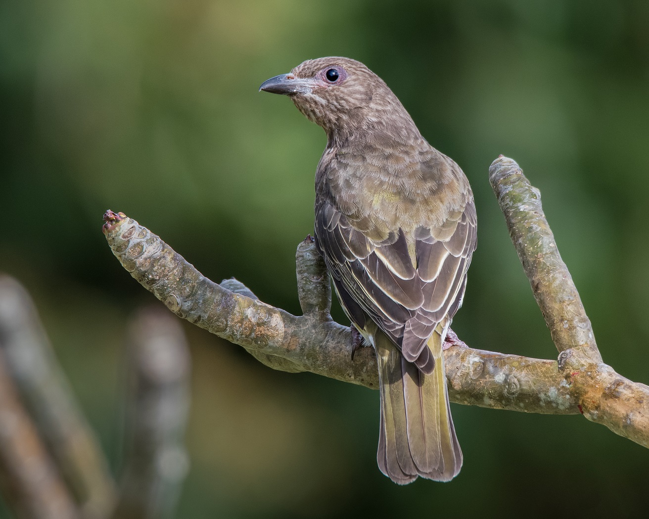 Australasian Figbird (Image ID 32268)
