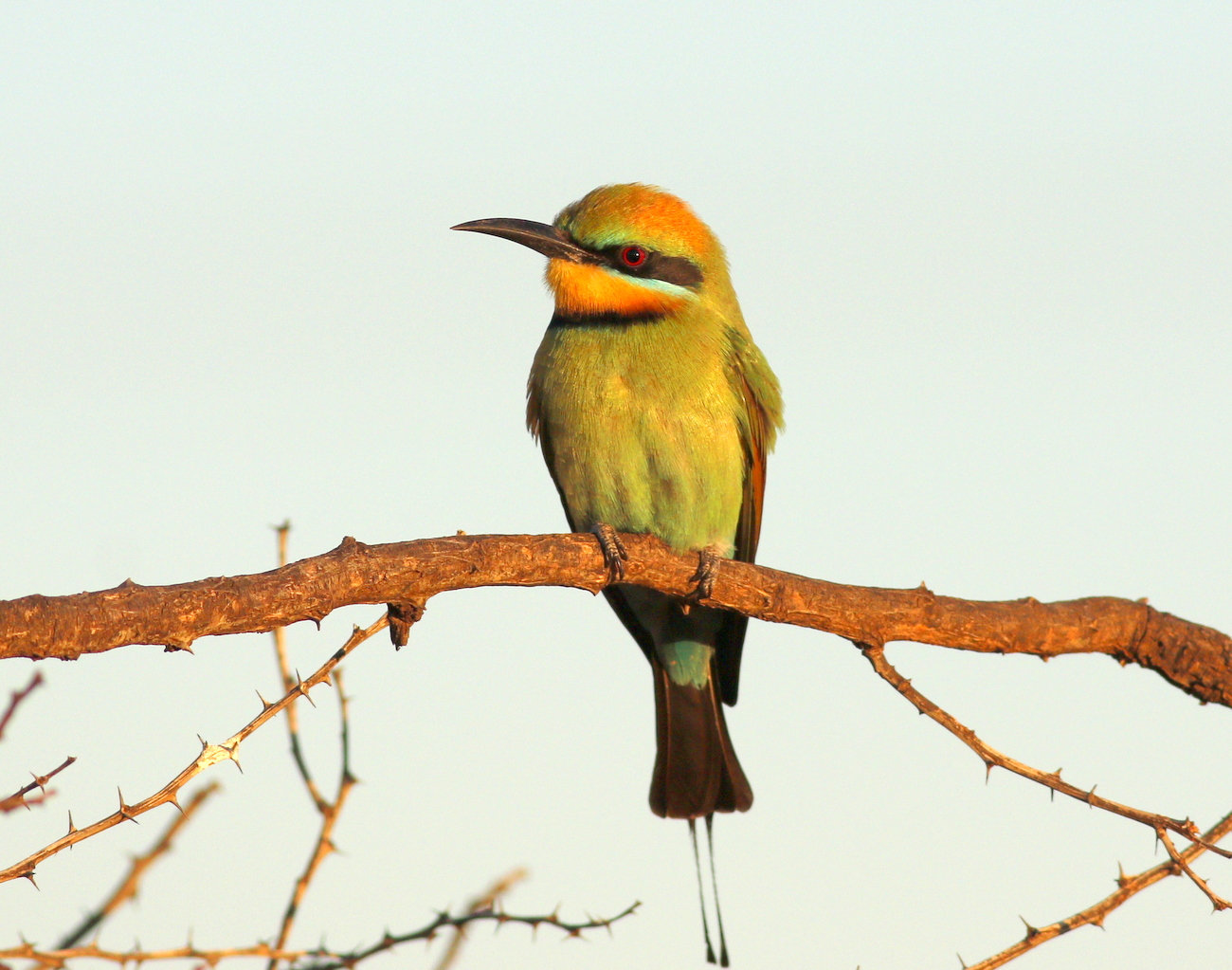 Rainbow Bee-eater (Image ID 32385)