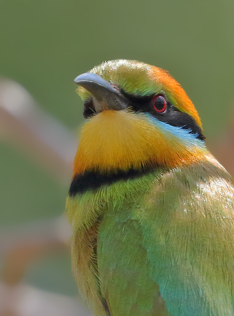 Rainbow Bee-eater (Image ID 32342)