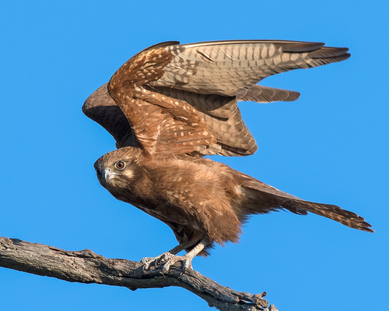 Brown Falcon (Image ID 32164)