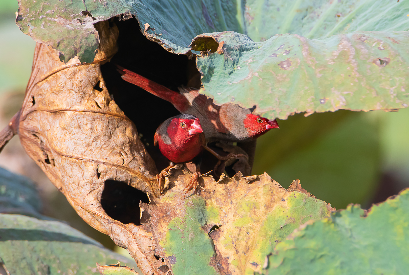 Black-bellied Crimson Finch (Image ID 32373)