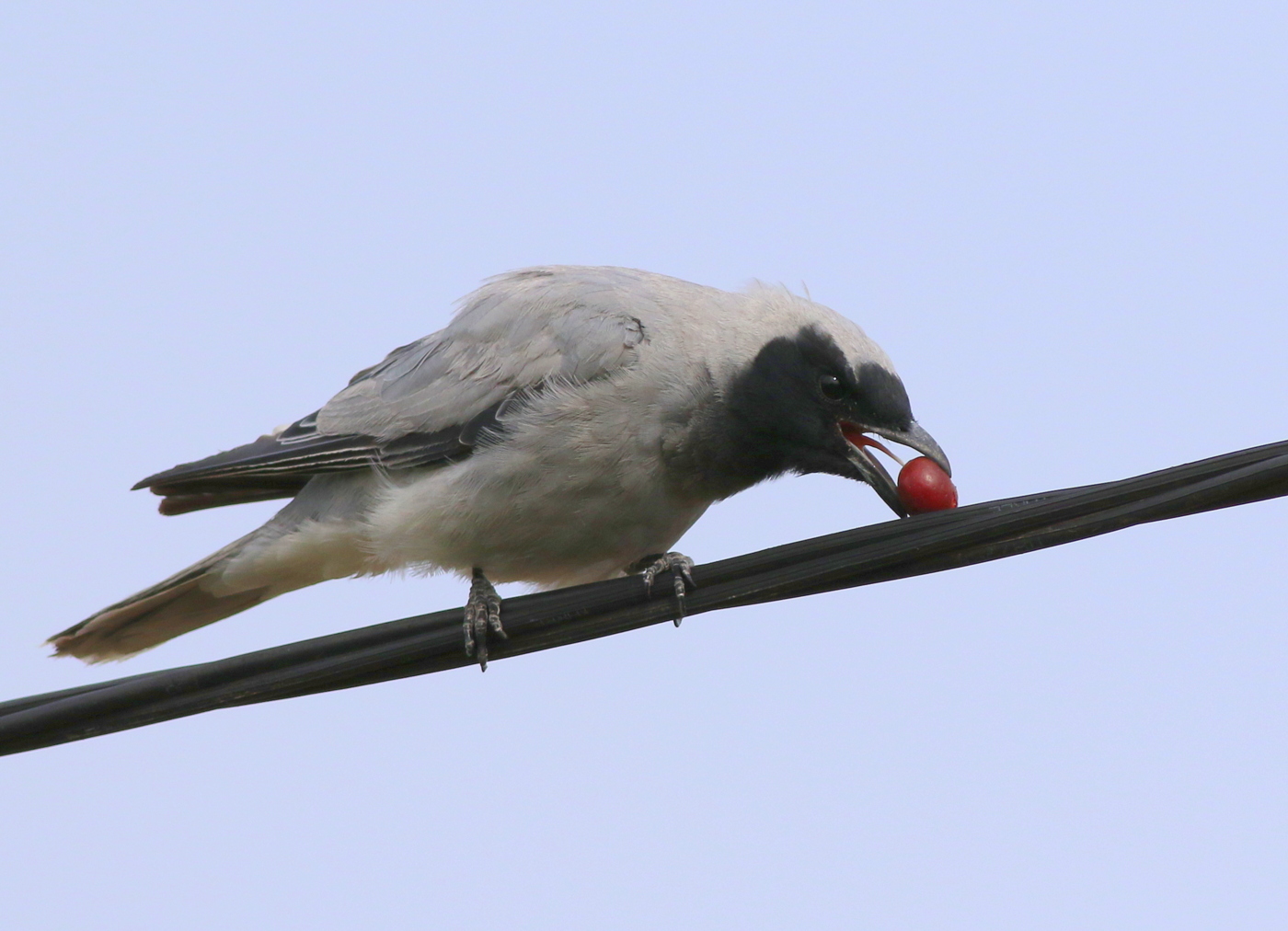 Black-faced Cuckoo-shrike (Image ID 32285)