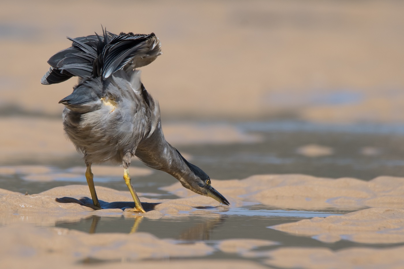 Striated Heron (Image ID 32306)