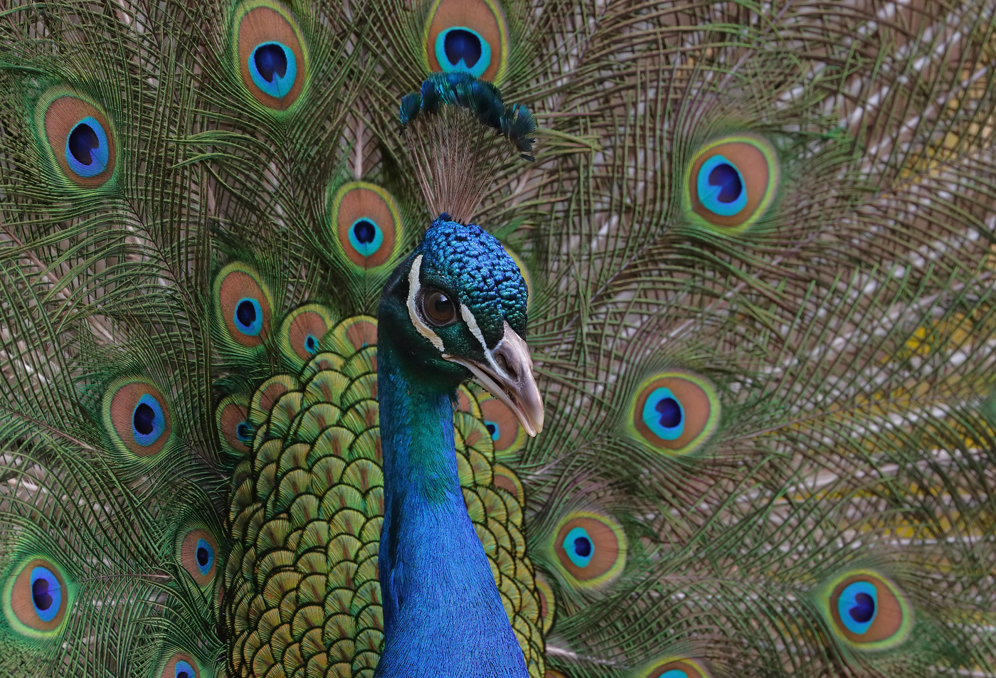 Indian Peafowl (Image ID 32412)