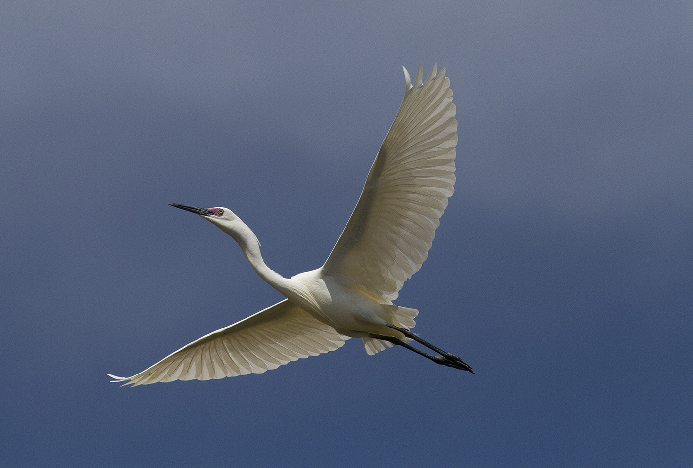 Little Egret (Image ID 32266)