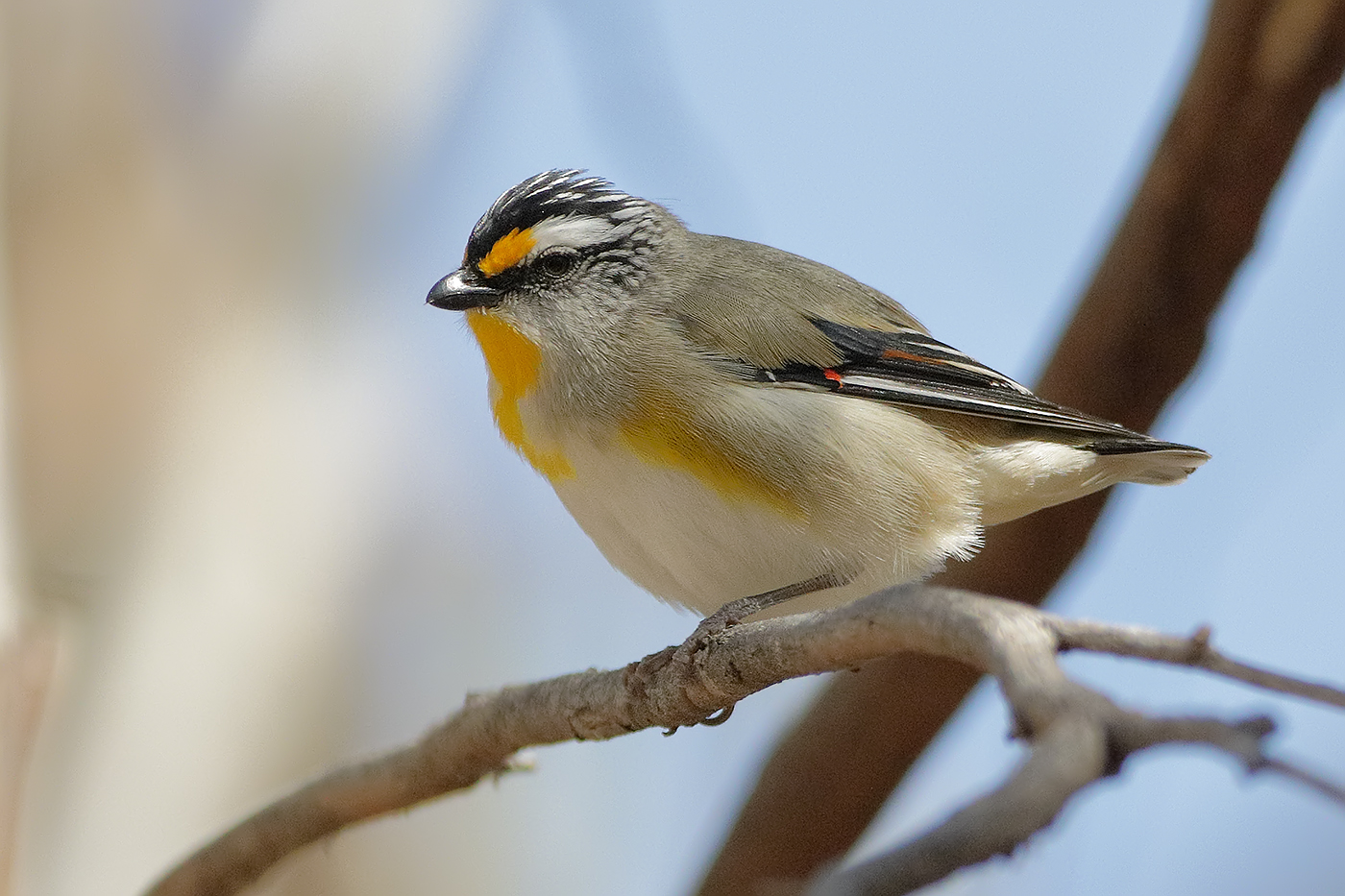 Striated Pardalote (Image ID 32130)