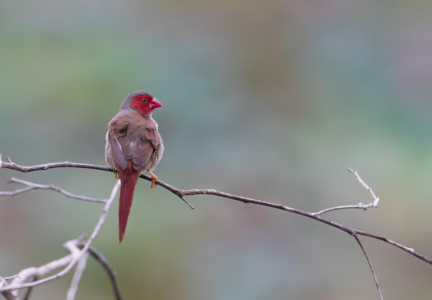 Black-bellied Crimson Finch (Image ID 32383)