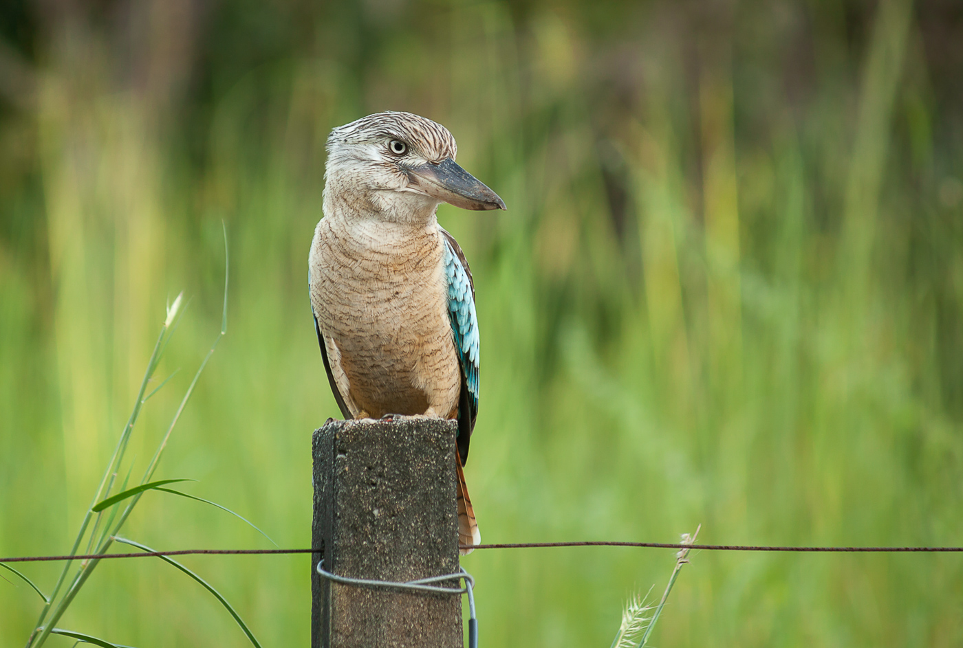 Blue-winged Kookaburra (Image ID 32346)