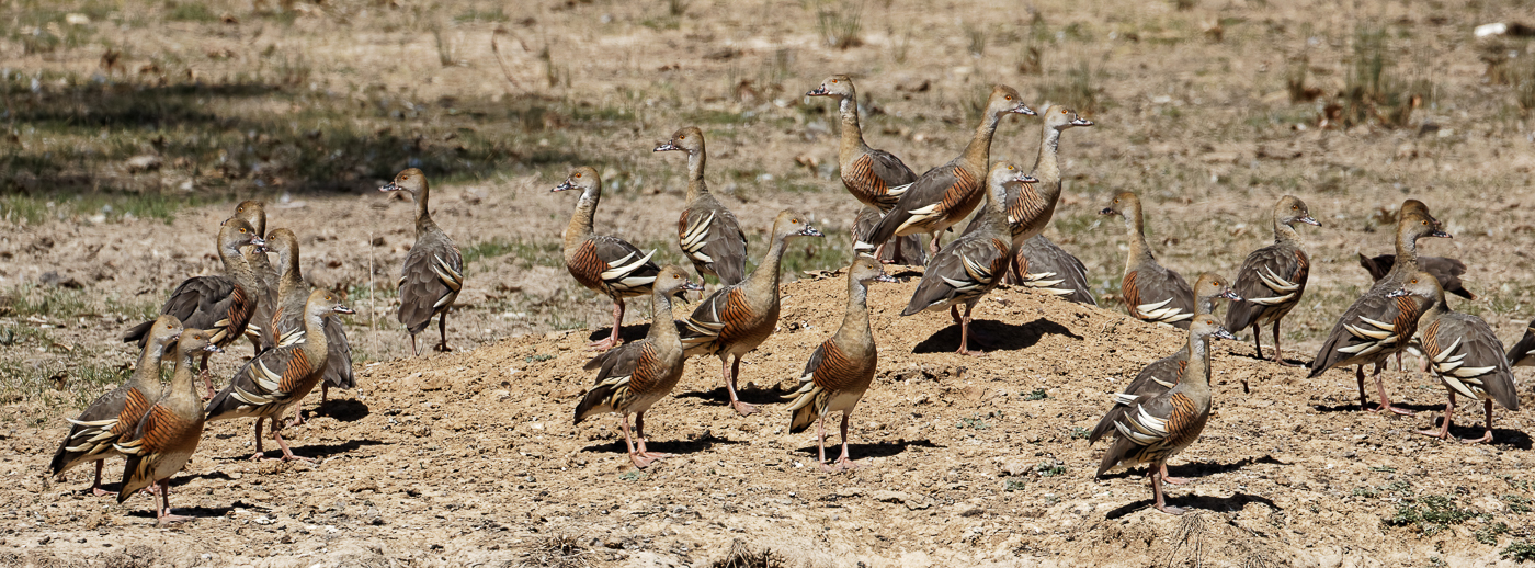 Plumed Whistling-Duck (Image ID 32368)