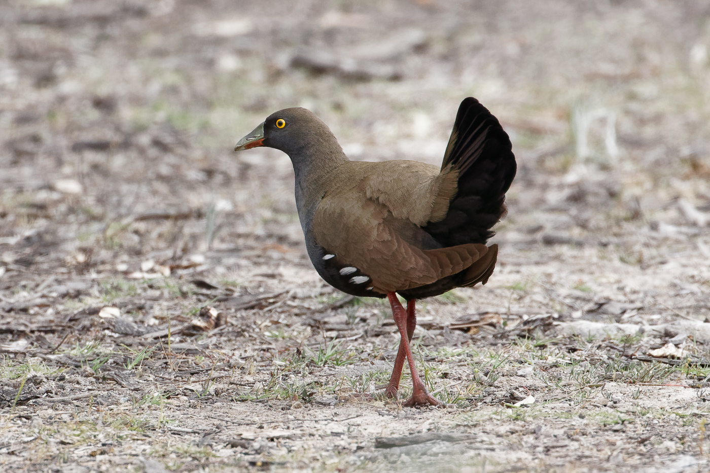 Black-tailed Native-hen (Image ID 32369)