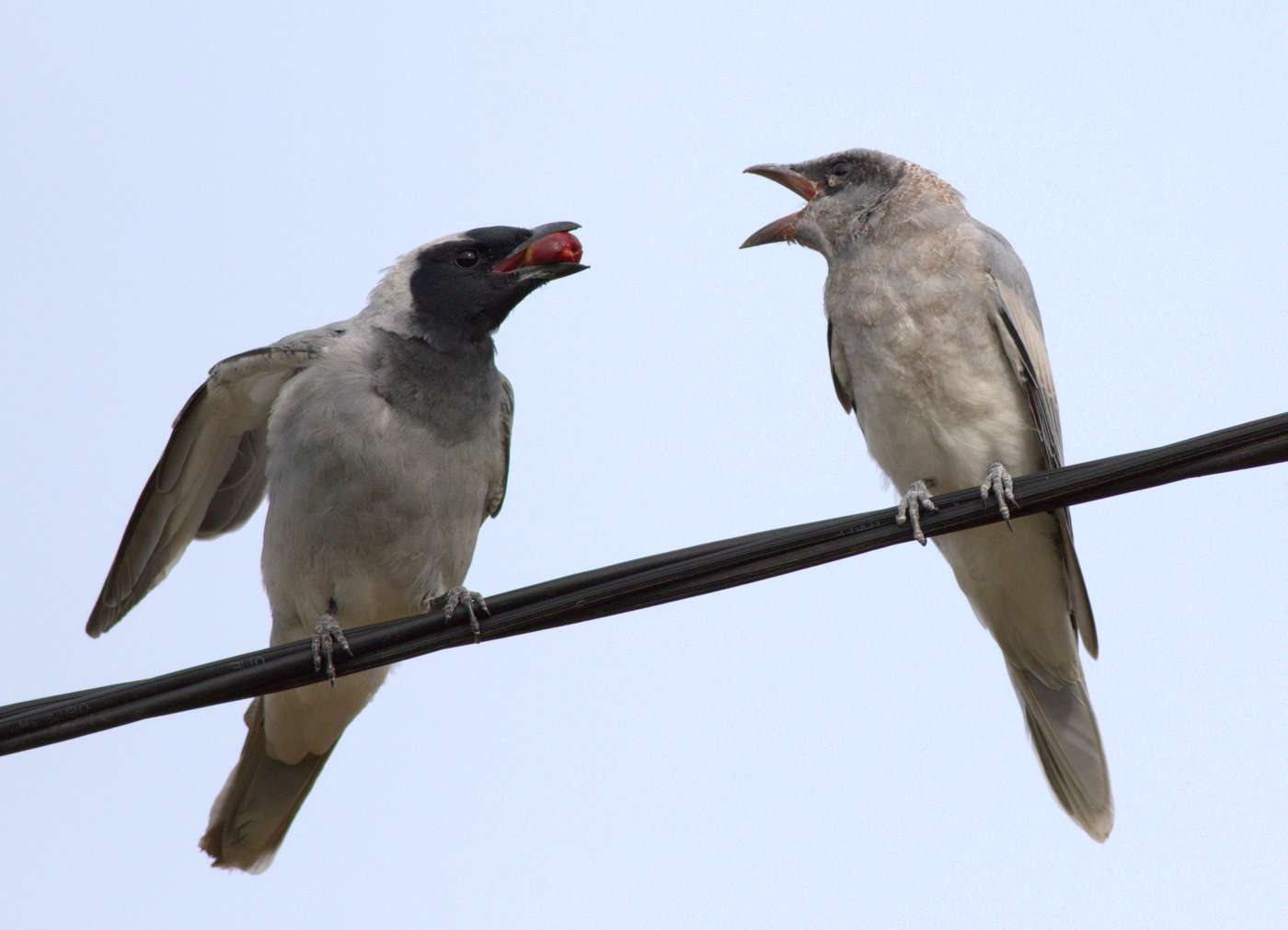 Black-faced Cuckoo-shrike (Image ID 32286)