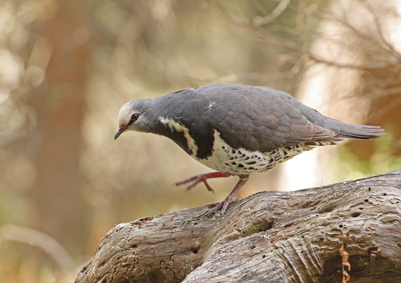Wonga Pigeon (Image ID 32315)